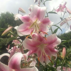 Meet your Posher, Stella